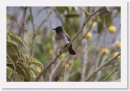 06SopaNgorongoro - 30 * Common Bulbul.